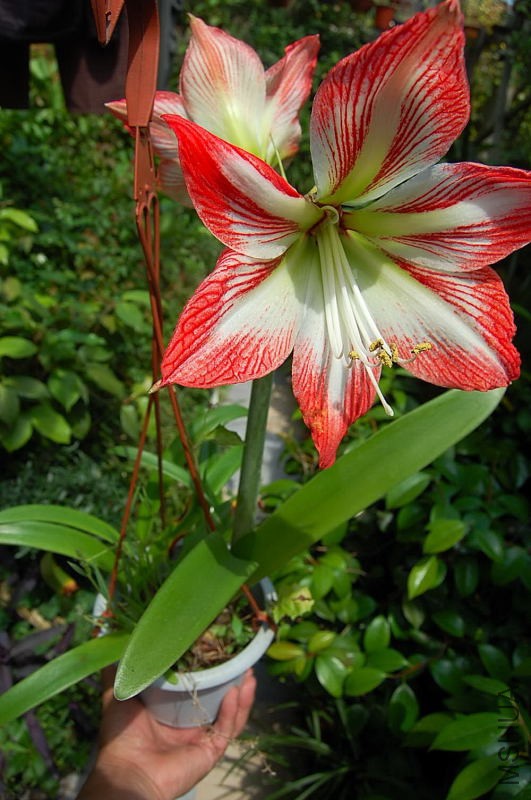 DSC_82570310.JPG