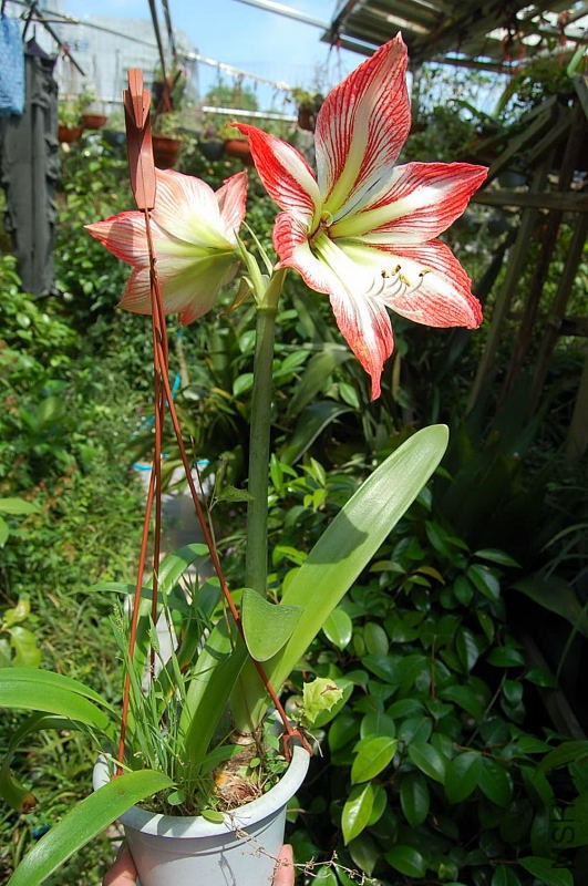DSC_82430296.JPG