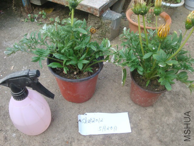 DSC07559.JPG