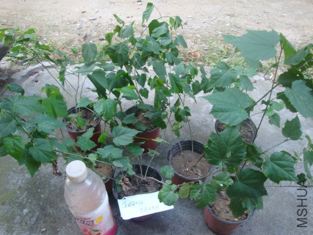 DSC07561.JPG
