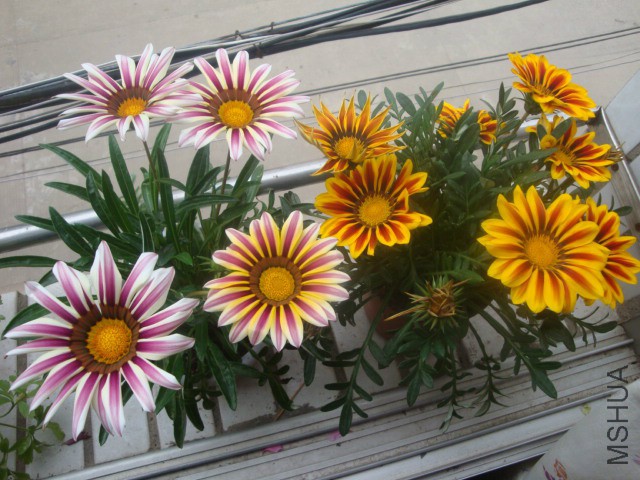 DSC06724.JPG