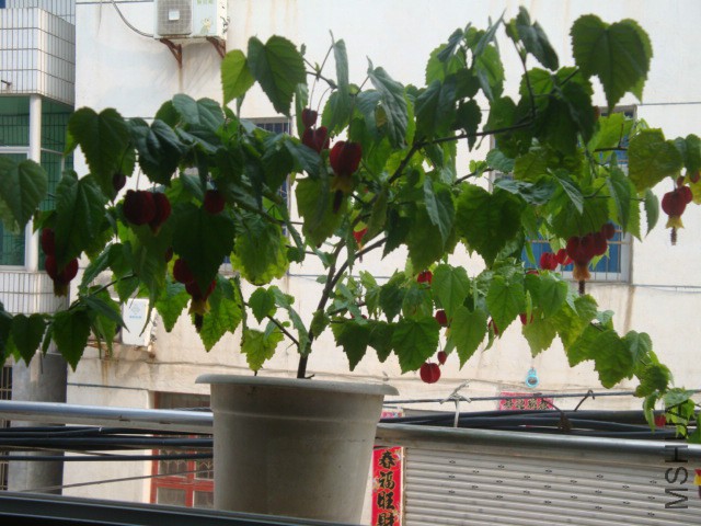 DSC05333.JPG