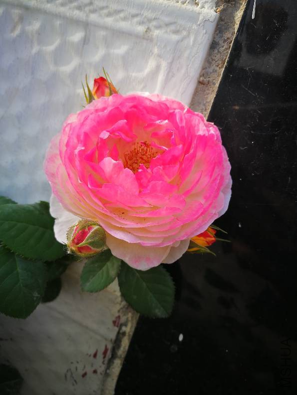 190139of0pnd5fxpxxwhdx.jpg