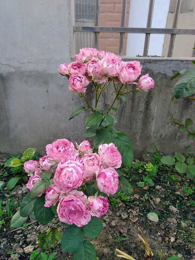 IMG_20170519_064600.jpg