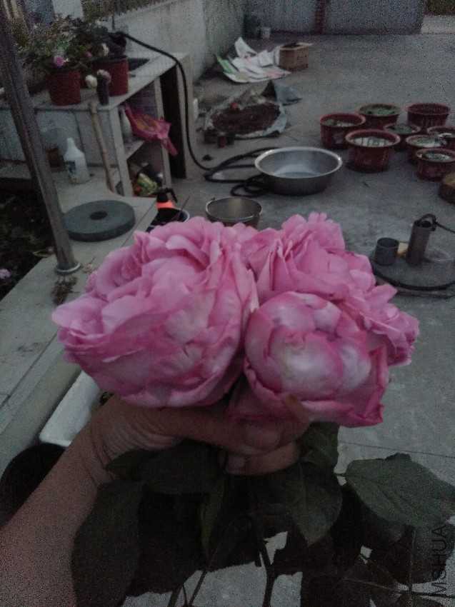IMG20170518190737.jpg