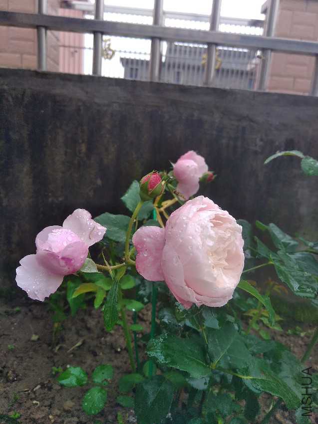IMG20170512090508.jpg