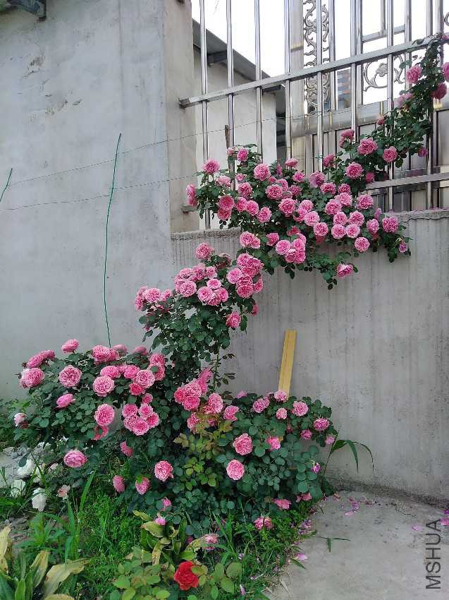 IMG20170519064749.jpg