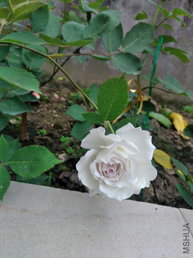 IMG20170515062630.jpg