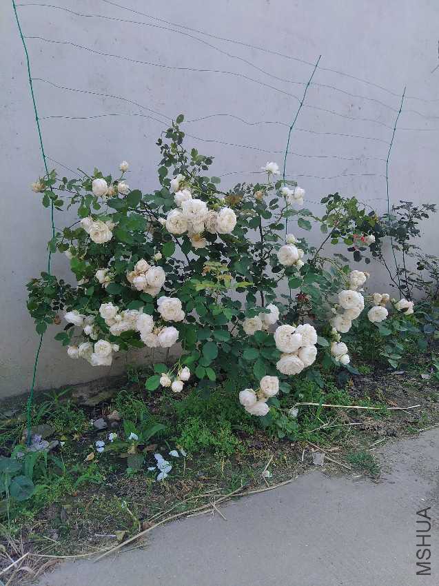IMG20170516085908.jpg