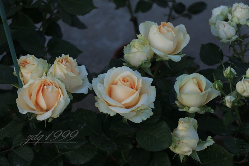 IMG_6927.jpg