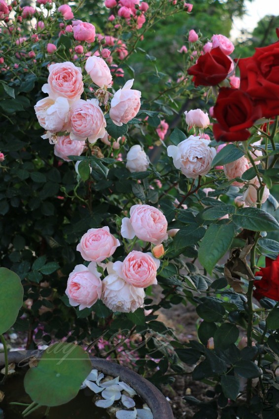 IMG_6917.jpg
