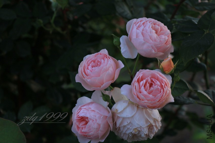 IMG_6916.jpg