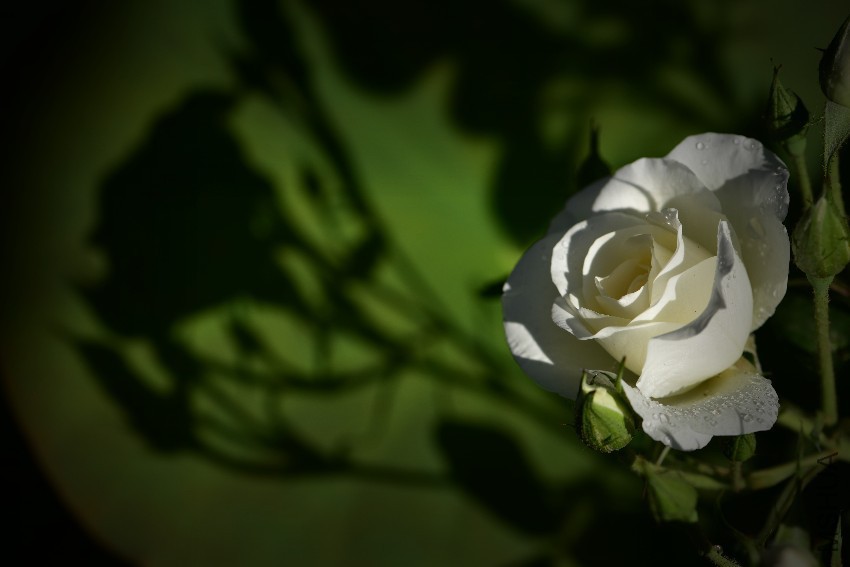 DSC_5716_����_����.jpg