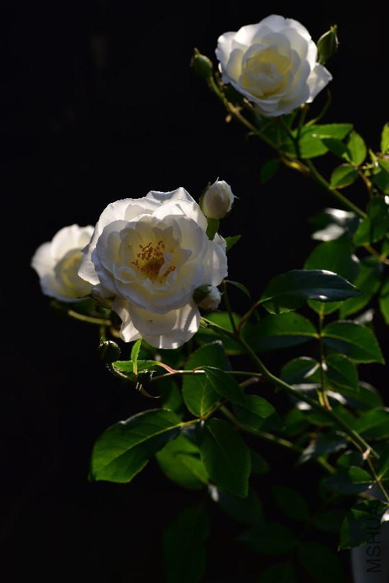 DSC_5764_����.jpg