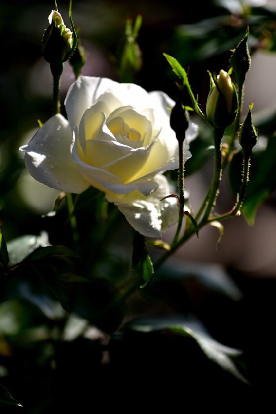 DSC_5724_����_����.jpg