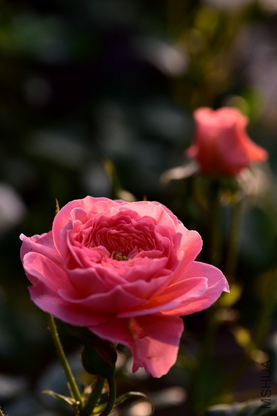 DSC_5734_����.jpg