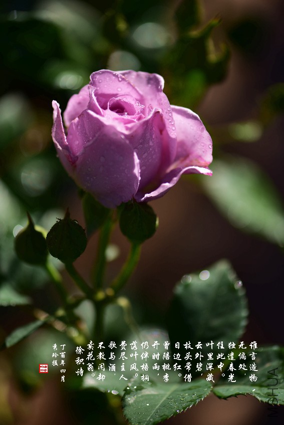 DSC_5692_����.jpg
