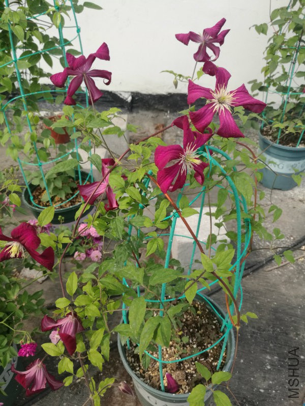 IMG_20170507_145715.jpg