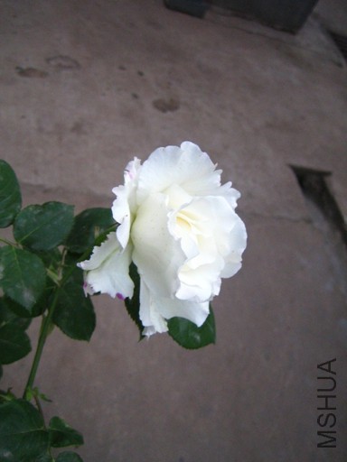IMG_0169.jpg