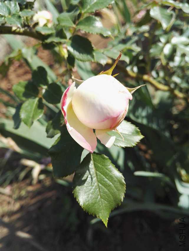 IMG_20170514_072124.jpg