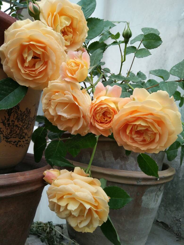 210704jiyv701lwphzeily.jpg