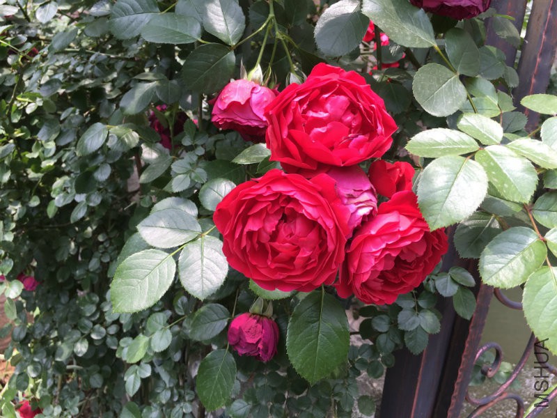 ������ĵ�