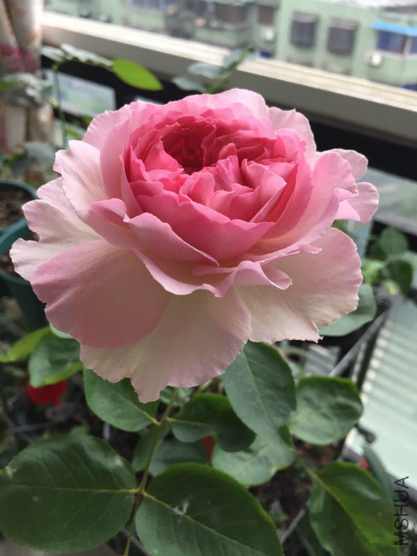 �?��图片_20170522190741.jpg