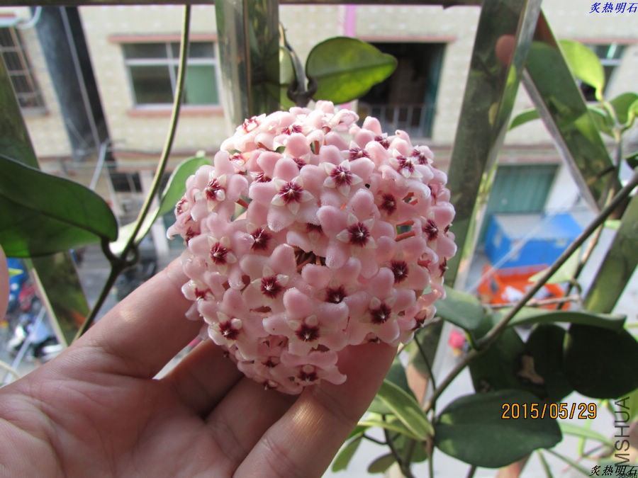 IMG_6796_nEO_IMG.jpg