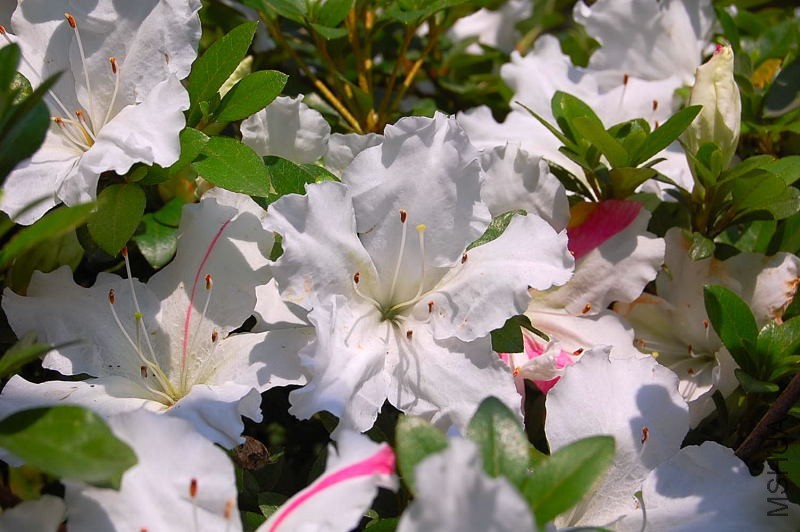 DSC_92310176.JPG