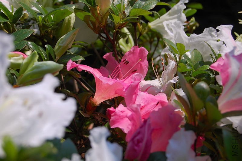 DSC_92180163.JPG