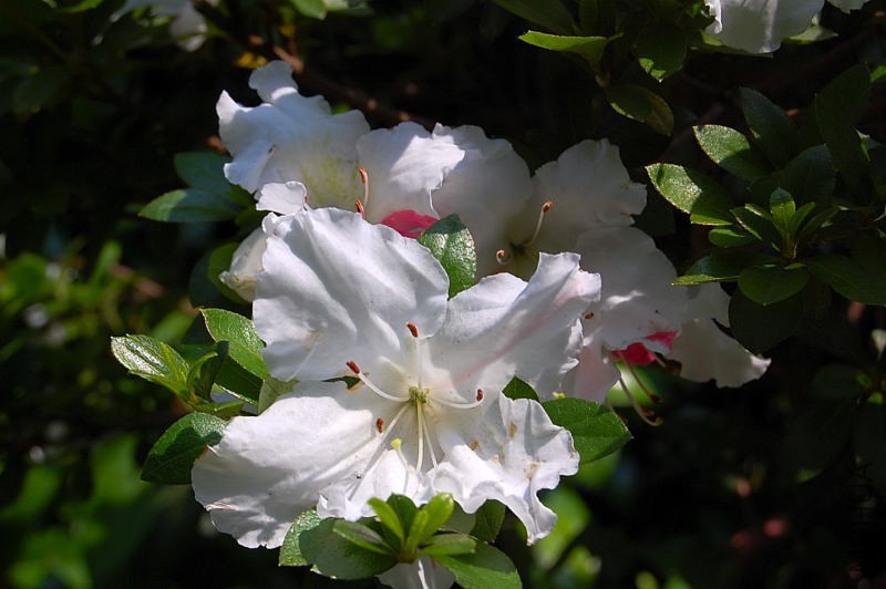DSC_92160161.JPG