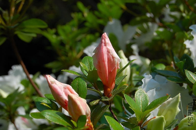 DSC_91970142.JPG