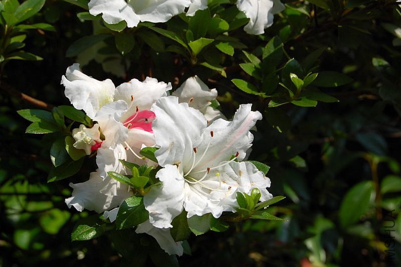 DSC_92000145.JPG