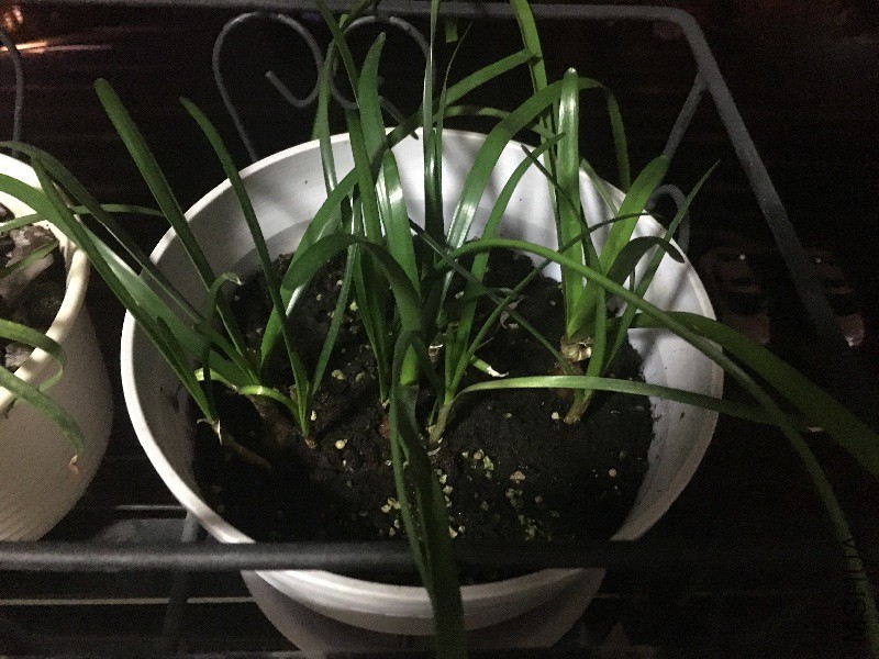 ��һ��������