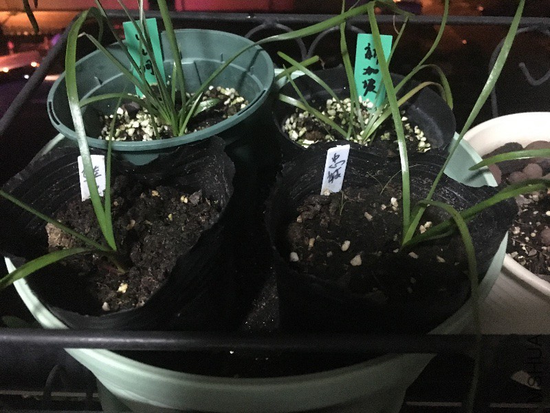 һ��С���ӡ���