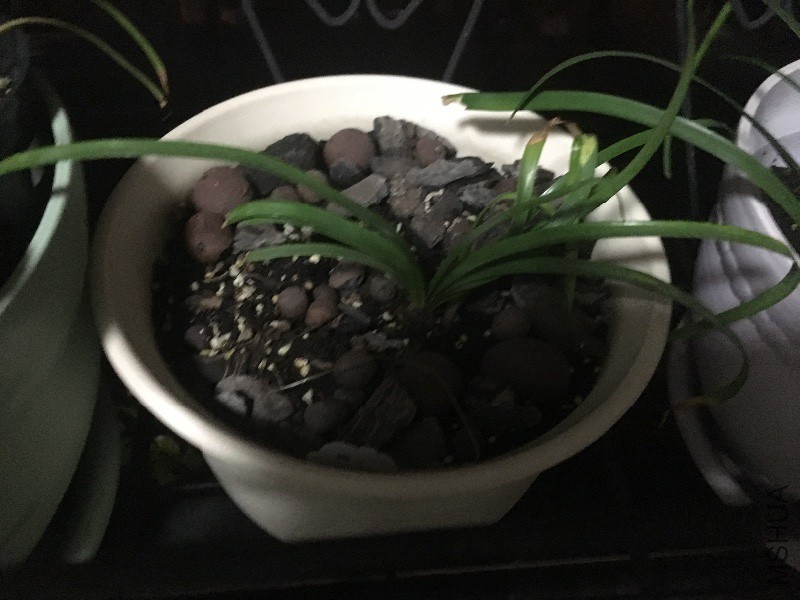 ����(������)