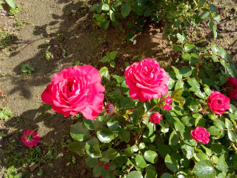 IMG20170524072430.jpg