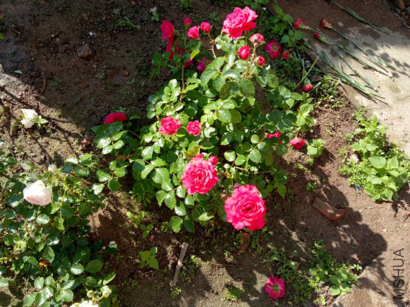 IMG20170524072330.jpg