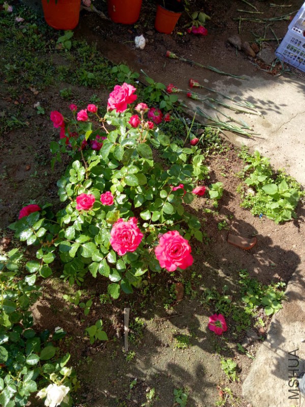 IMG20170524072332.jpg