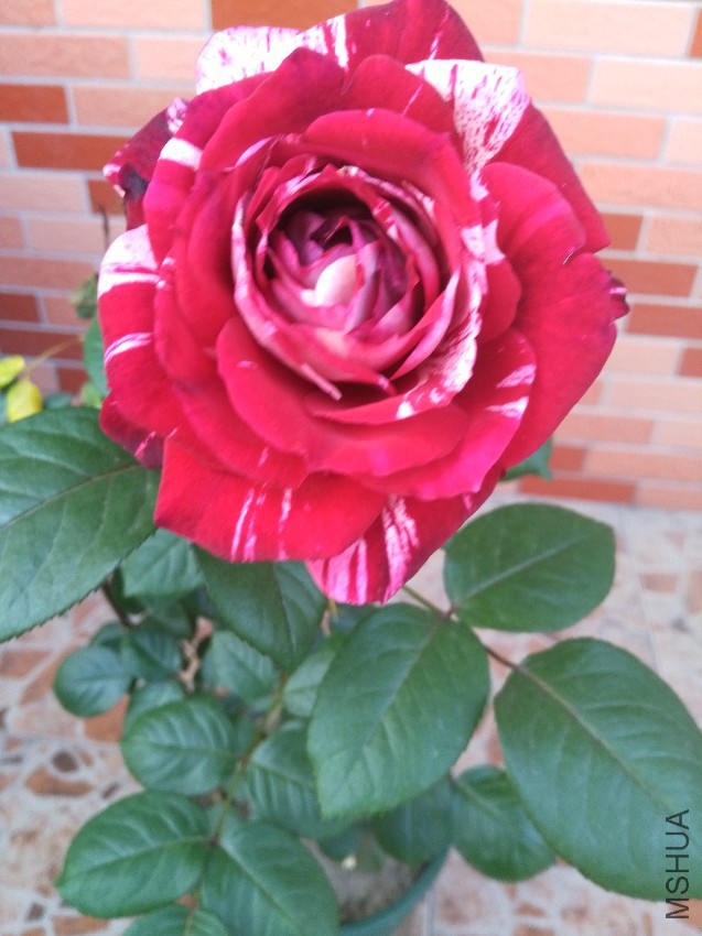 IMG_20170517_173451.jpg