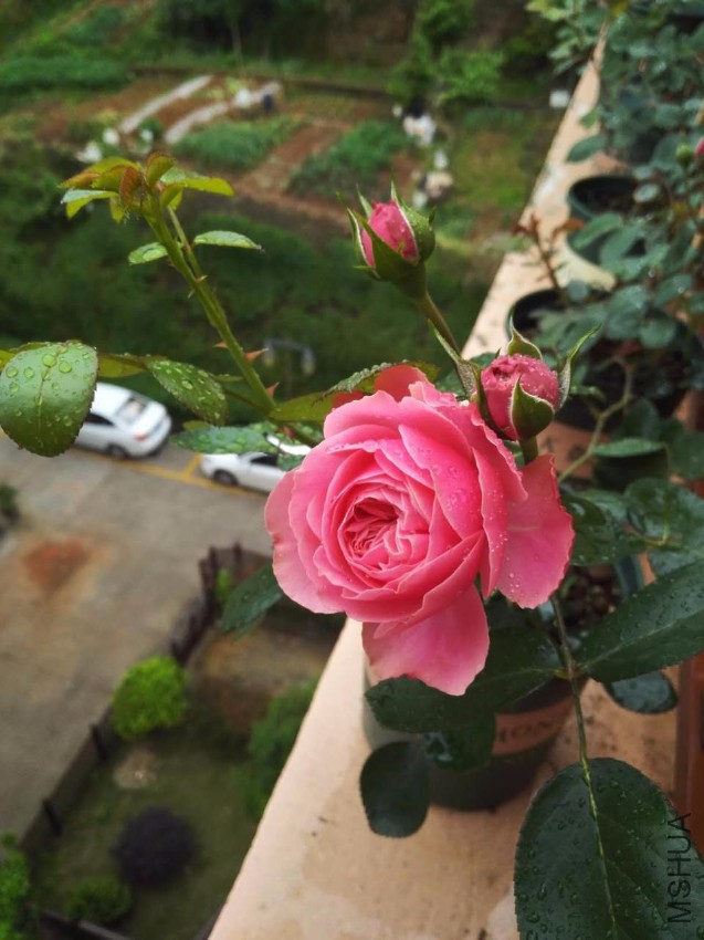 ΢��ͼƬ_20170524084323.jpg