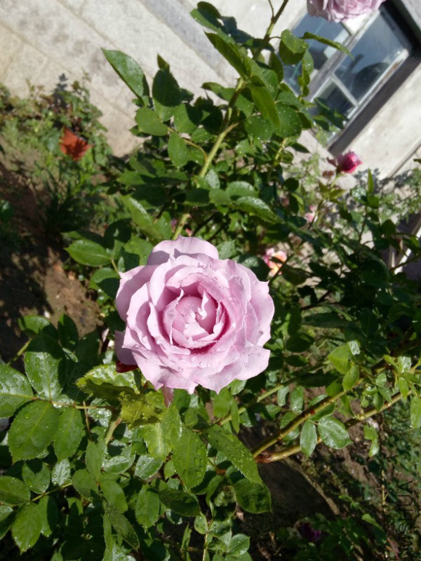 IMG20170524072517.jpg