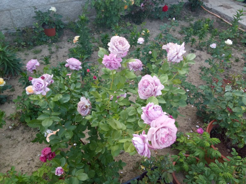 IMG20170521173237.jpg
