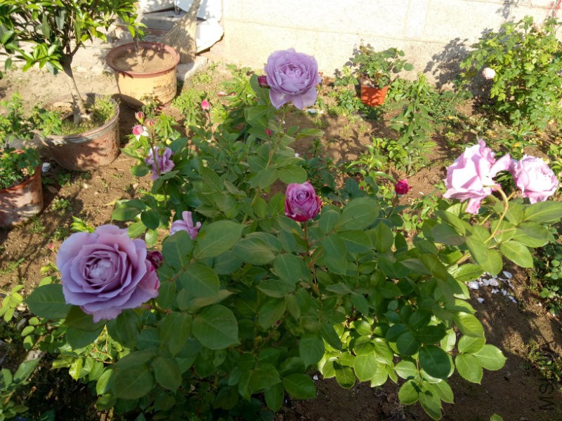 IMG20170518070322.jpg