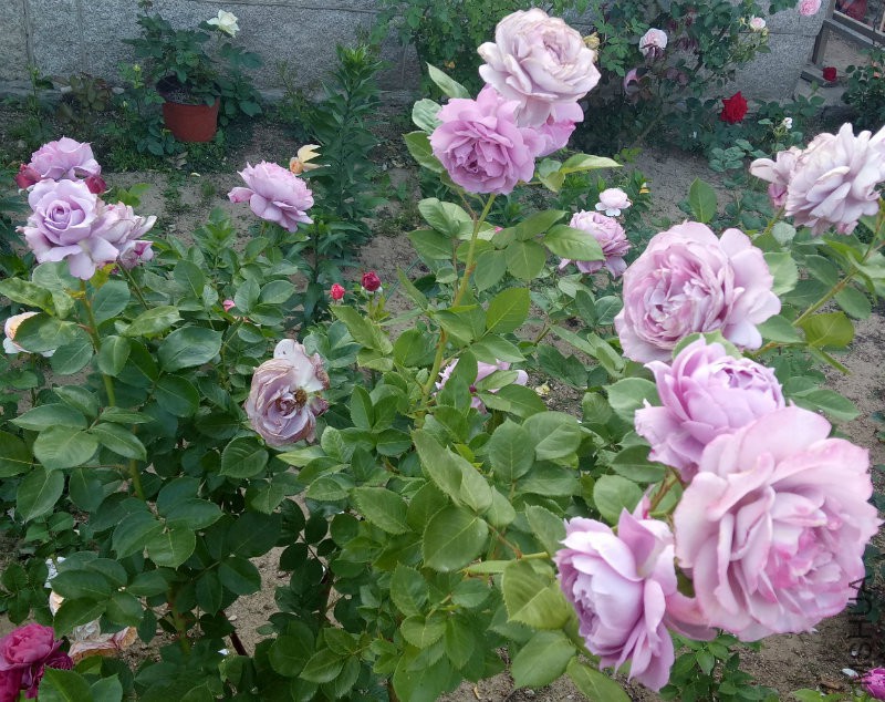 IMG20170521173231.jpg
