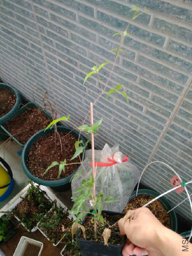 QQͼƬ20170524094942.jpg