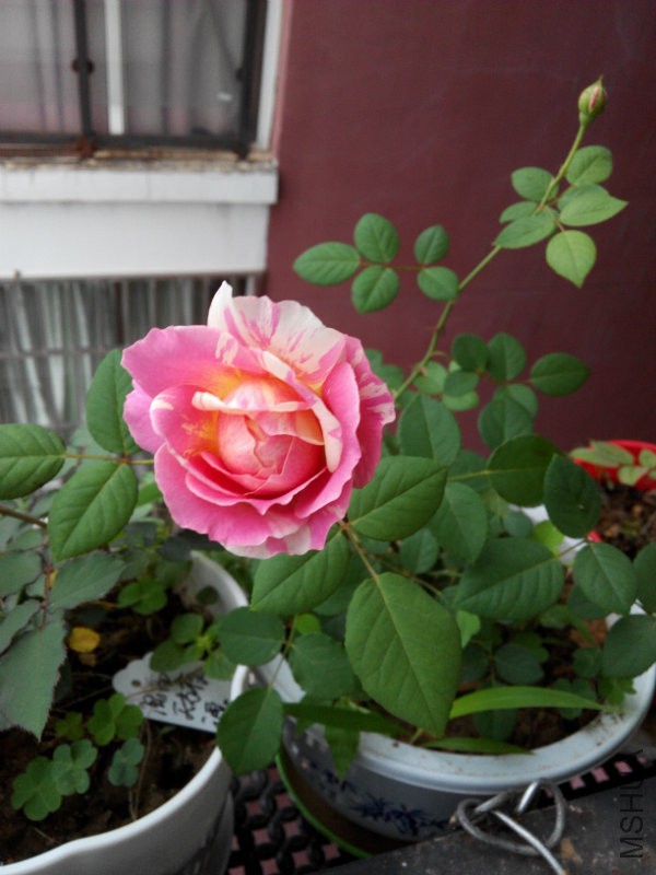IMG_20170524_064434.jpg