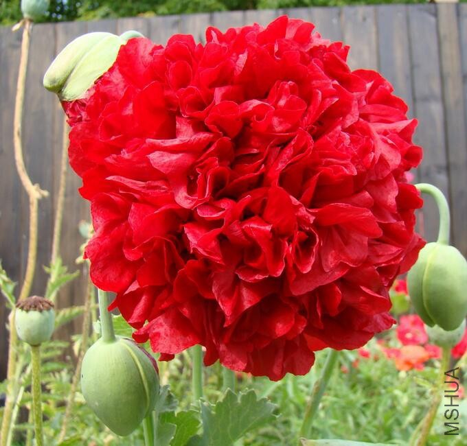 Papaver red Peony.jpg