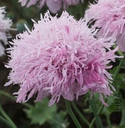 Papaver Lilac Pompon.jpg