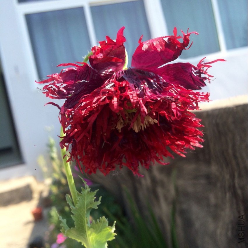 Papaver Black Swan2.jpg